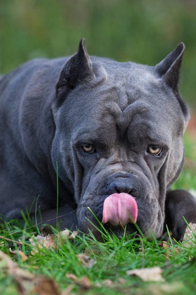 Photo Gallery Casanova Cane Corso Temperament Health Conformation