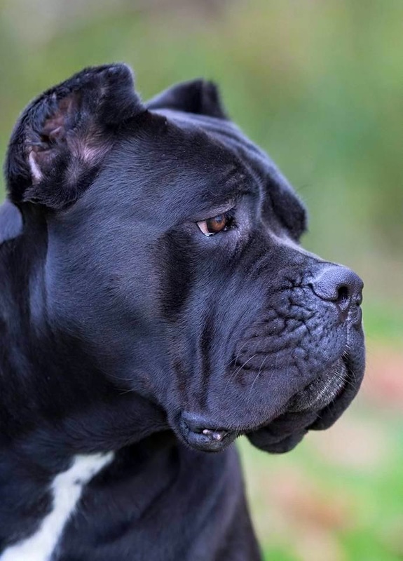 Reverse Blue Brindle Blue Steel Blue Cane Corso