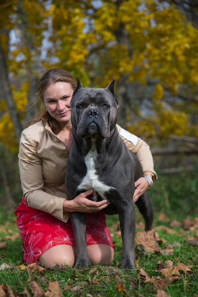 Casanova Cane Corso: Temperament 