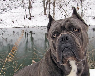 Photo Gallery Casanova Cane Corso Temperament Health Conformation