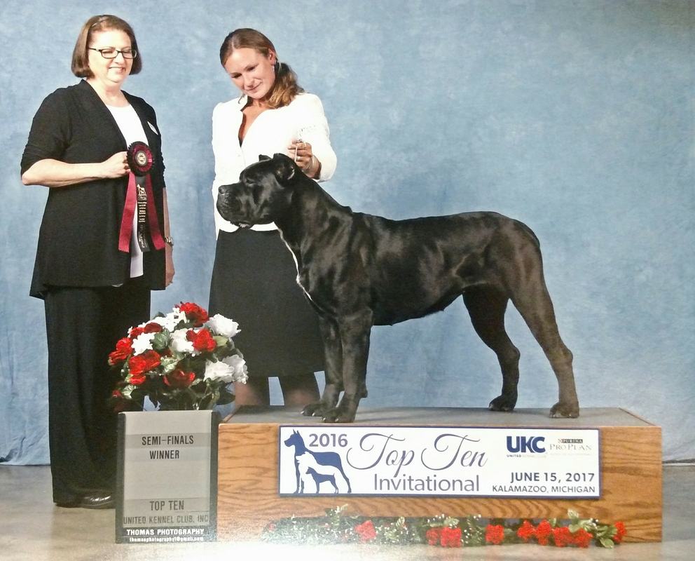 Cane Corso. Dog for solid spirit Cane Corso. Dog for solid spirit