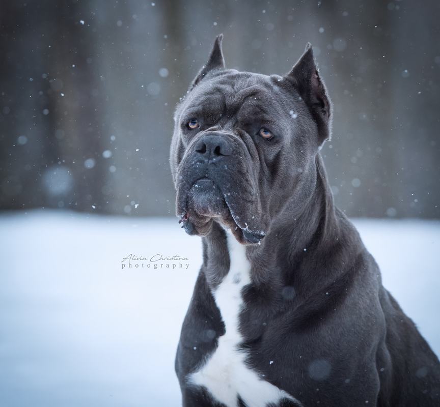 Males Casanova Cane Corso Temperament Health Conformation