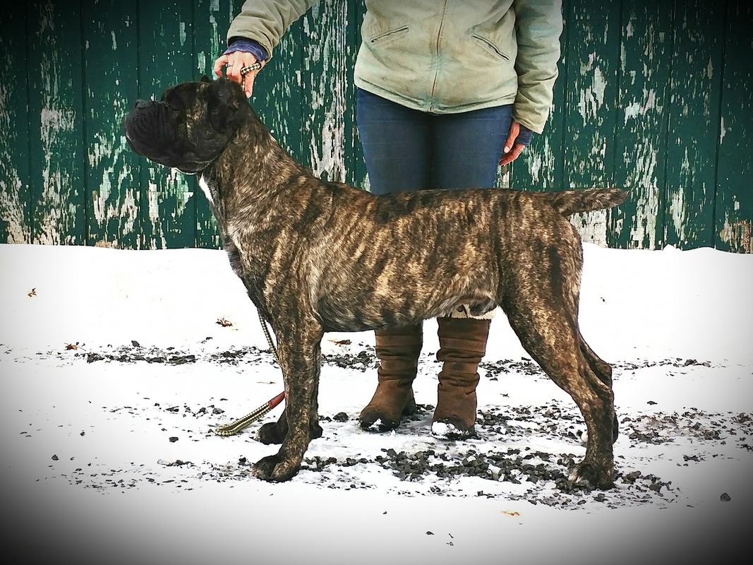 Males Casanova Cane Corso Temperament Health Conformation
