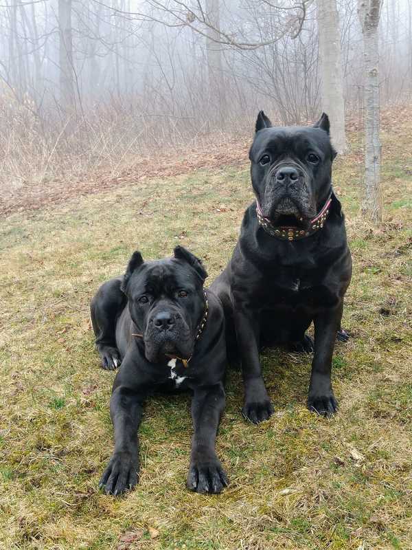 Females Casanova Cane Corso Temperament Health Conformation