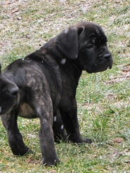 Available Casanova Cane Corso Temperament Health Conformation
