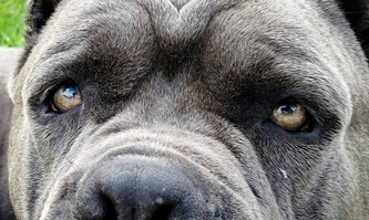 Photo Gallery Casanova Cane Corso Temperament Health Conformation
