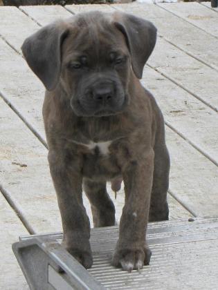 Available Casanova Cane Corso Temperament Health Conformation