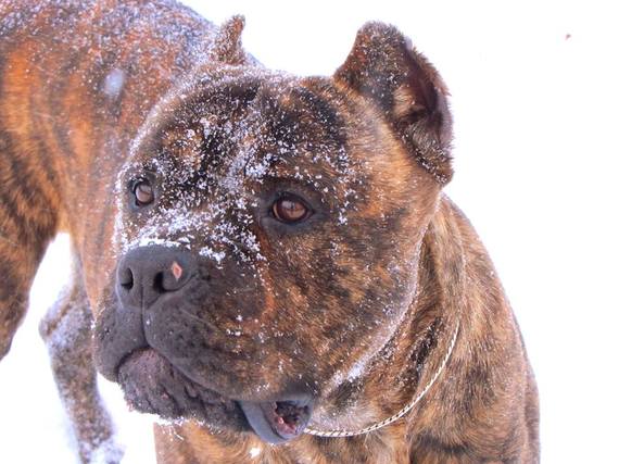 Males Casanova Cane Corso Temperament Health Conformation