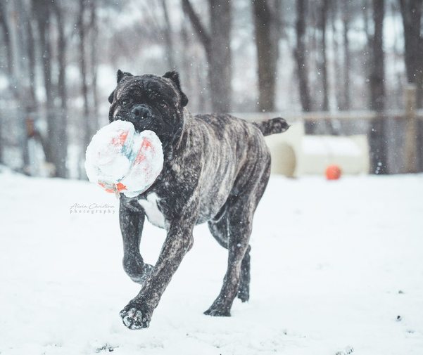 Males Casanova Cane Corso Temperament Health Conformation