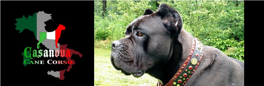 Females Casanova Cane Corso Temperament Health Conformation