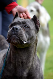 Females Casanova Cane Corso Temperament Health Conformation