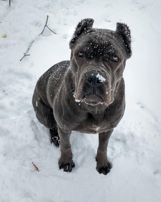 Females Casanova Cane Corso Temperament Health Conformation