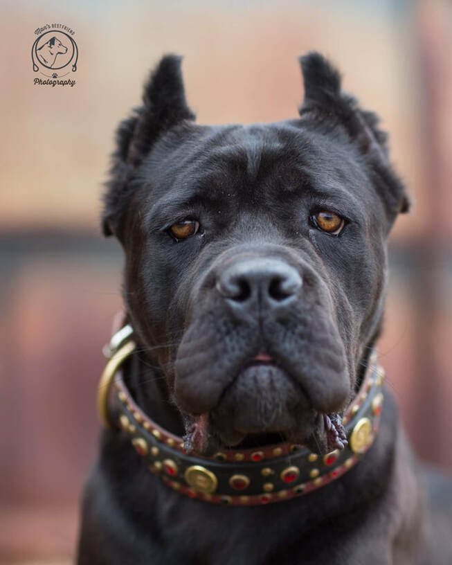 Females Casanova Cane Corso Temperament Health Conformation