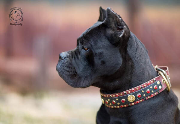 Females Casanova Cane Corso Temperament Health Conformation