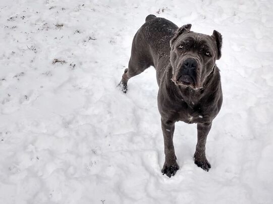 Females Casanova Cane Corso Temperament Health Conformation